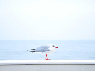 BMW Seria 3 320d, 2020, full options